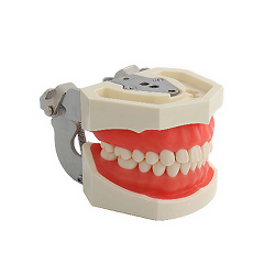 Articulated dental models on a jaw-motion simulator
